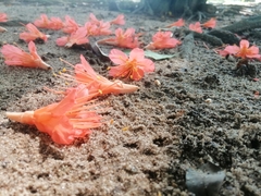 Angiospermae