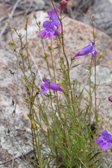 Penstemon heterophyllus australis
