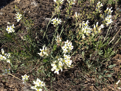 Physaria ovalifolia alba