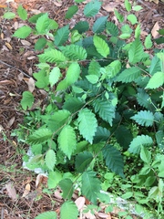 Zelkova serrata