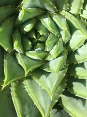 Aloe polyphylla