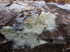 Tomentellopsis echinospora