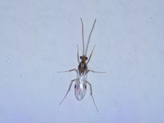 Pterygota