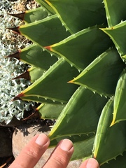 Aloe polyphylla