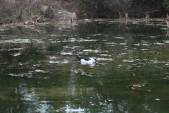 Anas platyrhynchos × Cairina moschata