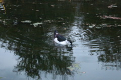 Anas platyrhynchos × Cairina moschata