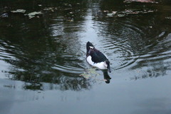 Anas platyrhynchos × Cairina moschata