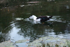 Anas platyrhynchos × Cairina moschata