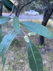 Quercus hypoleucoides
