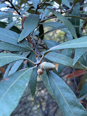Quercus hypoleucoides
