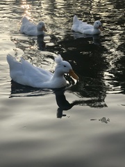 Anas platyrhynchos domesticus