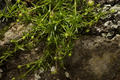 Sagina procumbens