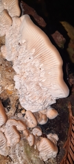 Irpiciporus