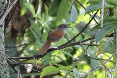 Synallaxis gujanensis