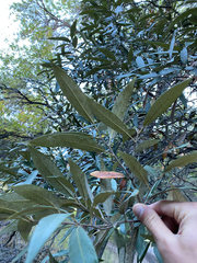 Quercus hypoleucoides