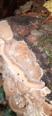 Irpiciporus