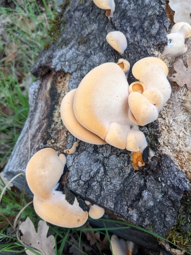 iNaturalist observation photo of Stinking Orange Oyster