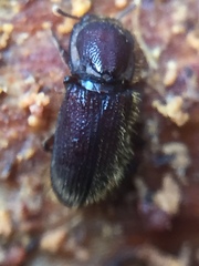 Pycnomerodes peregrinus