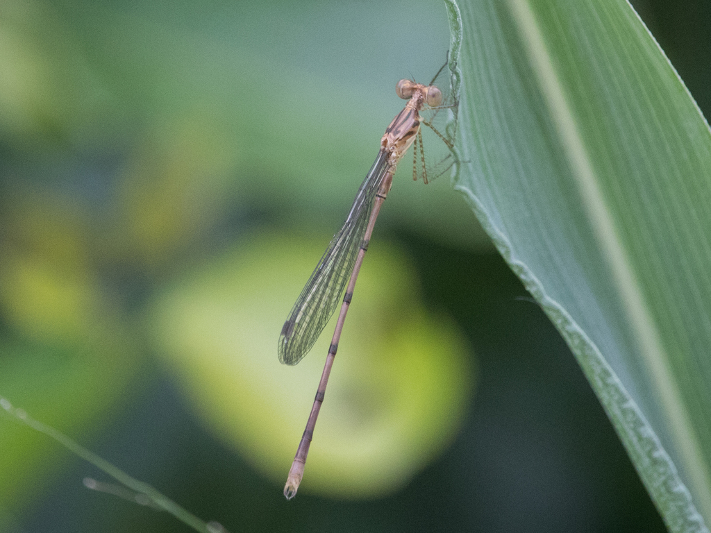 Lestes paulistus