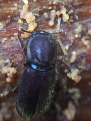 Pycnomerodes peregrinus