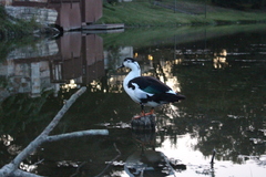 Anas platyrhynchos × Cairina moschata