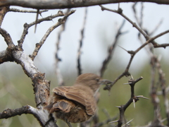 Pseudoseisura gutturalis