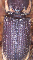 Pycnomerodes peregrinus