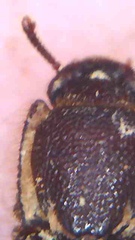 Pycnomerodes peregrinus
