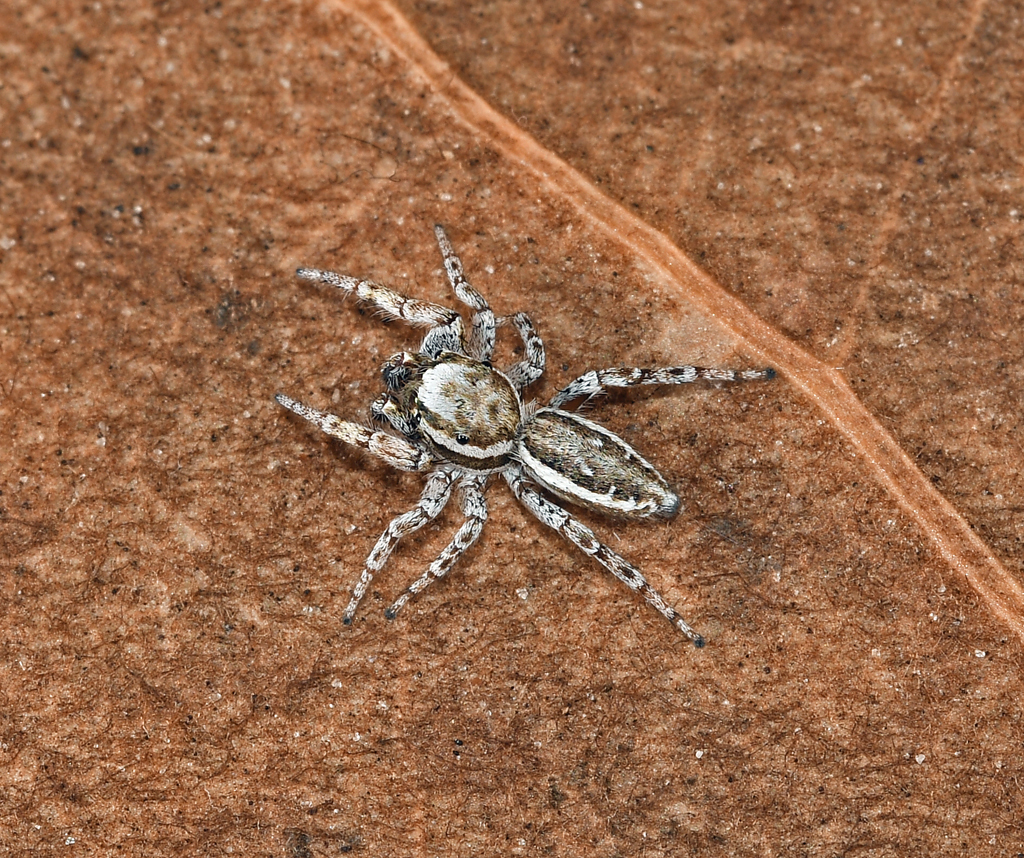 Pelegrina tillandsiae