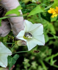 Calystegia purpurata