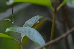 Bothrogonia addita