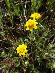 Pseudobahia heermannii