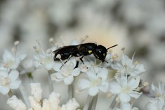 Hylaeus quadriceps