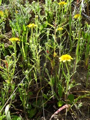 Pseudobahia heermannii