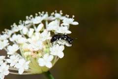 Hylaeus quadriceps