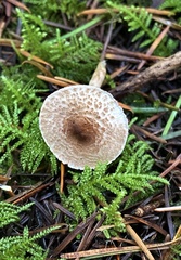 Lepiota felina