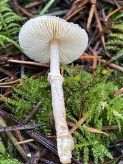 Lepiota felina