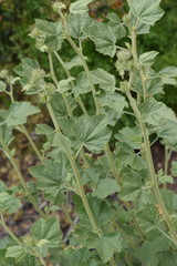 Malacothamnus densiflorus