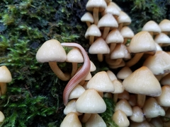 Polyzoniidae