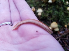 Polyzoniidae
