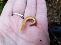 Polyzoniidae