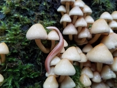 Polyzoniidae