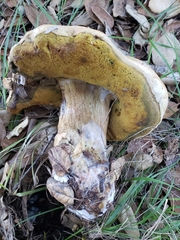 Boletus barrowsii