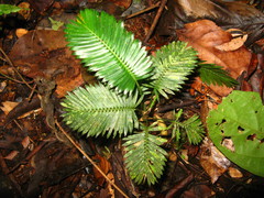 Calameae