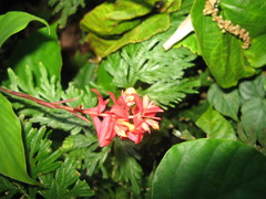 Globba atrosanguinea