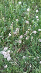 Taraxacum officinale