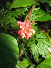 Globba atrosanguinea