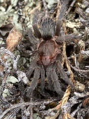 Catumiri parvum