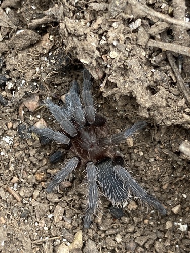 Catumiri parvum · iNaturalist