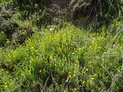 Pseudobahia heermannii